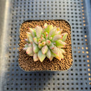 Echeveria Agavoides 'Elkhorn' Crested 2" Succulent Plant Cutting