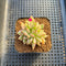 Echeveria Agavoides 'Elkhorn' Crested 2" Succulent Plant Cutting