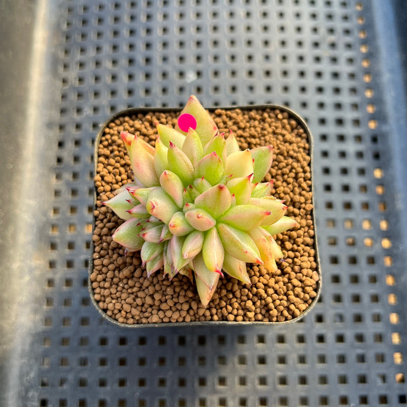 Echeveria Agavoides 'Elkhorn' Crested 2" Succulent Plant Cutting