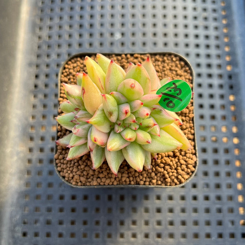 Echeveria Agavoides 'Elkhorn' Crested 2" Succulent Plant Cutting