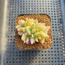 Echeveria Agavoides 'Elkhorn' Crested 2" Succulent Plant Cutting