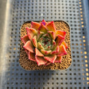 Echeveria 'Socrates' 2" Succulent Plant Cutting