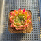 Echeveria 'Socrates' 2" Succulent Plant Cutting