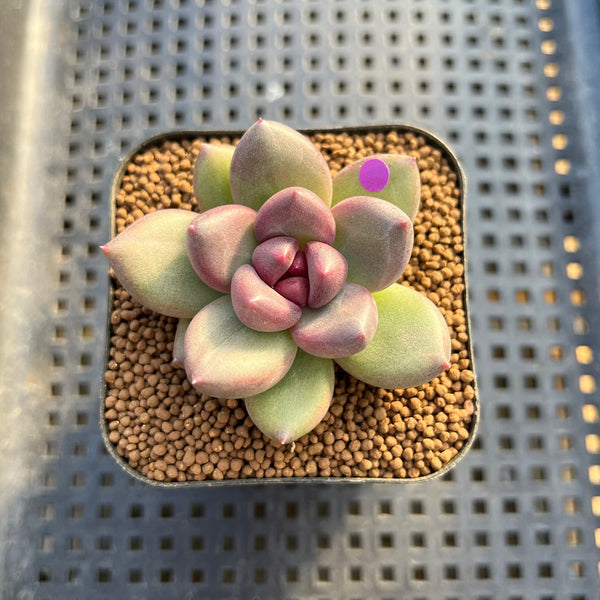 Echeveria 'Mirabelle' 2" Succulent Plant Cutting