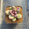 Echeveria 'Mirabelle' 2" Succulent Plant Cutting