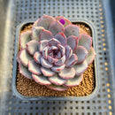 Echeveria 'Black Raccoon' 2"-3" Succulent Plant Cutting