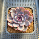 Echeveria 'Black Raccoon' 2"-3" Succulent Plant Cutting