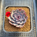 Echeveria 'Black Raccoon' 2"-3" Succulent Plant Cutting