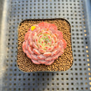 Echeveria 'White Farm' 2" Succulent Plant Cutting