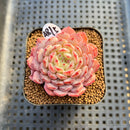 Echeveria 'White Farm' 2" Succulent Plant Cutting