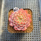 Echeveria 'White Farm' 2" Succulent Plant Cutting