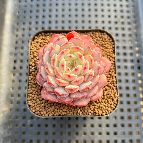 Echeveria 'White Farm' 2" Succulent Plant Cutting