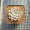 Echeveria 'Anthony Queen' 2" Succulent Plant Cutting