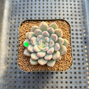 Echeveria 'Anthony Queen' 2" Succulent Plant Cutting