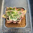 Echeveria Agavoides 'Maria' Varieagted 2" Succulent Plant Cutting