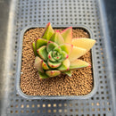 Echeveria Agavoides 'Ebony' Variegated 2" Succulent Plant Cutting