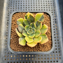 Echeveria 'Yousei' Variegated 2" Succulent Plant Cutting