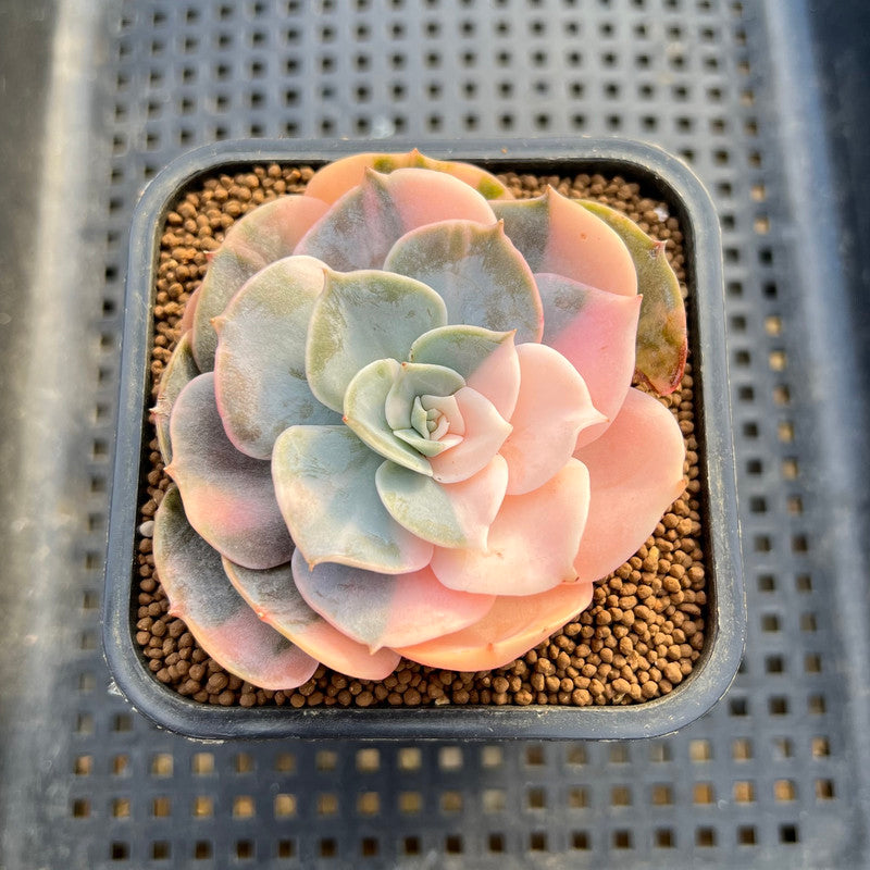 Echeveria 'Pollux' Variegated 2" Succulent Plant Cutting