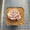 Echeveria 'Mongsili' 2” Succulent Plant Cutting