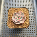 Echeveria 'Mongsili' 2” Succulent Plant Cutting