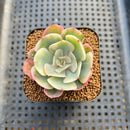 Echeveria 'Secunda' Variegated 2"-3" Succulent Plant Cutting