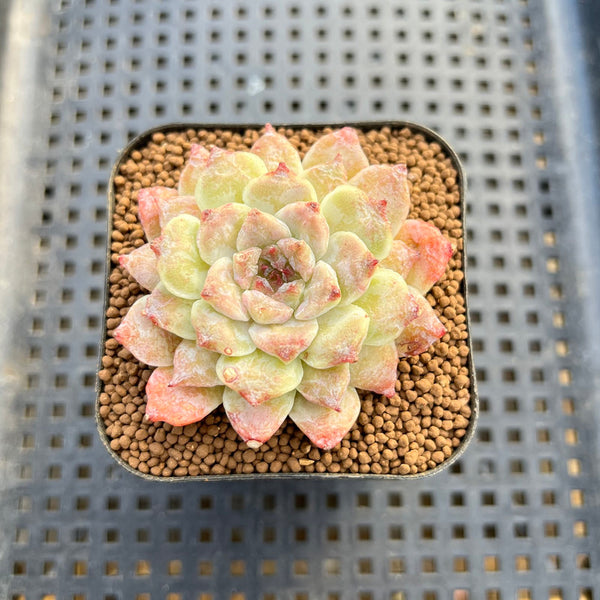 Echeveria 'Ruby Star' 2" Succulent Plant Cutting