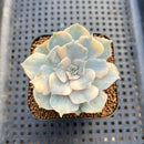 Echeveria Lilacina Variegated 2" Succulent Plant Cutting