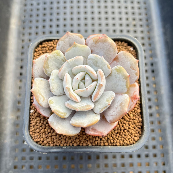 Echeveria 'Milk Purple' 2" Succulent Plant Cutting