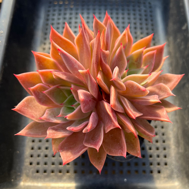 Echeveria 'Pink Madiba' 4"-5" Succulent Plant