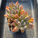 Pachyphytum 'Black Swan' 4"-5" Cluster Succulent Plant