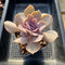 Echeveria 'Valkyrie' 4" Succulent Plant