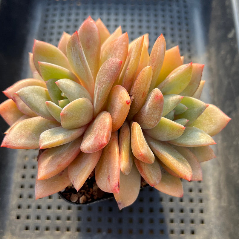 Echeveria 'German Champaign' 4"-5" Succulent Plant