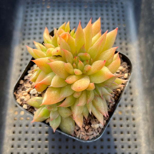 Echeveria Agavoides 'Volcano' 4" Succulent Plant