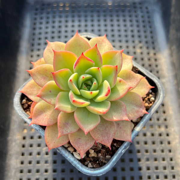 Echeveria 'Ice Pinky' 3"-4" Succulent Plant