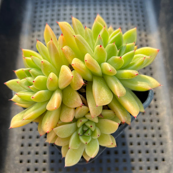 Echeveria Agavoides sp. 4"-5" Succulent Plant