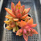 Echeveria Agavoides sp. 4"-5" Succulent Plant