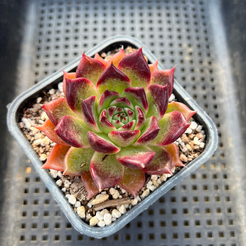 Echeveria 'Sarabony' Superclone 2" Succulent Plant