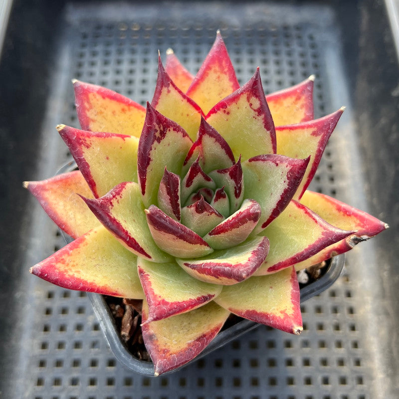 Echeveria Agavoides ‘Dark Lord’ 4"-5” Succulent Plant