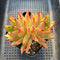 Echeveria Agavoides 'Orange Ebony' 3" Succulent Plant