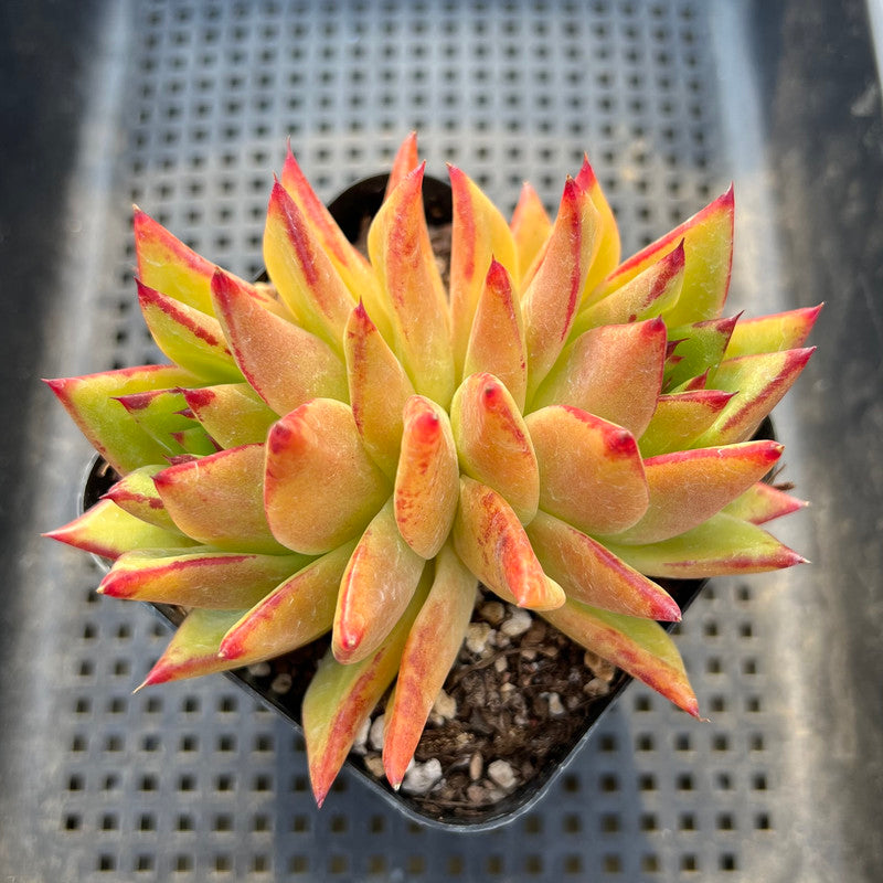 Echeveria Agavoides 'Orange Ebony' 3" Succulent Plant