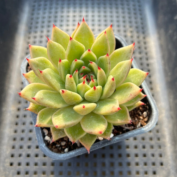 Echeveria Agavoides 'Bumble Bee' 3"-4" Succulent Plant