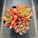 Echeveria sp. Cluster 4"-5" Succulent Plant