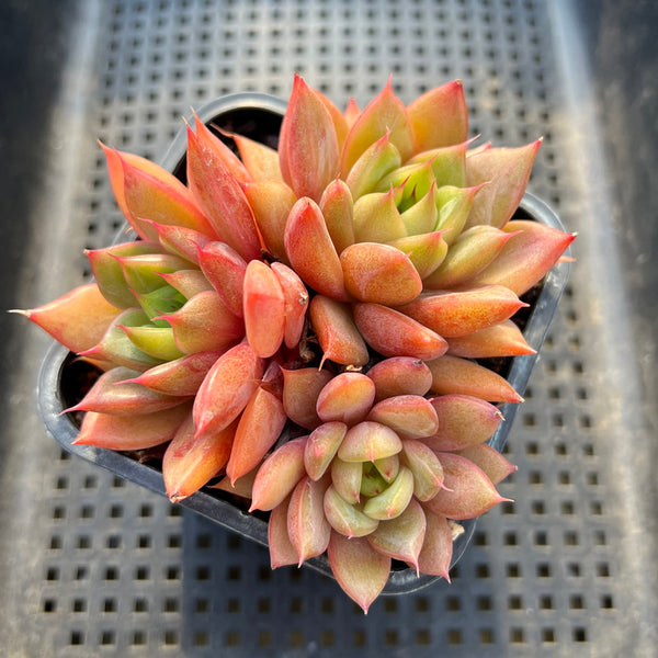 Echeveria sp. Cluster 4"-5" Succulent Plant