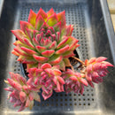 Echeveria 'Bradley' 4"-5" Cluster Succulent Plant