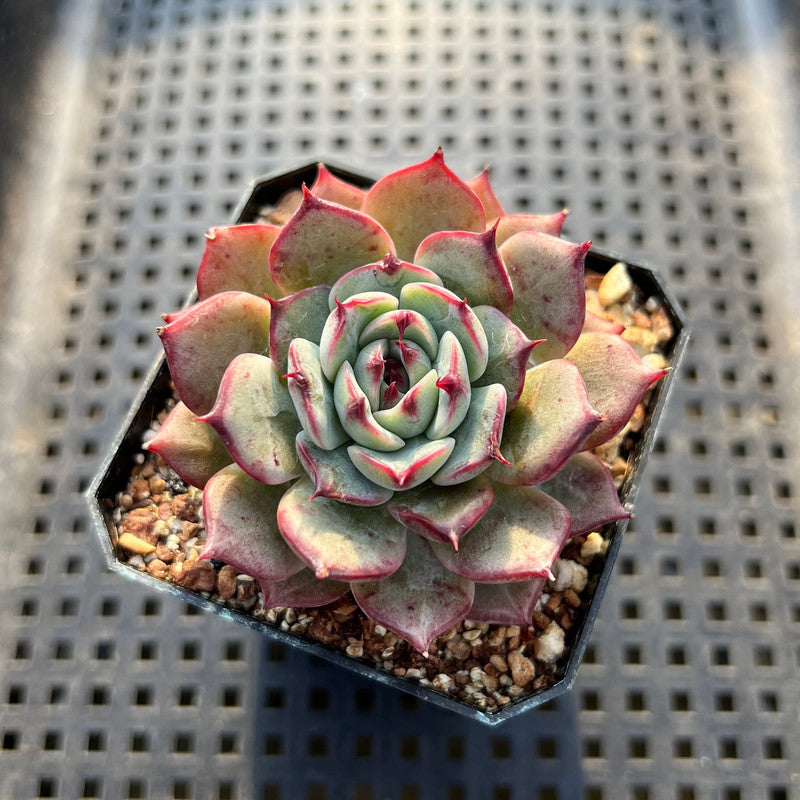 Echeveria 'Sarahime' Hybrid 2" Succulent Plant