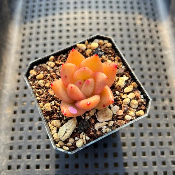 Echeveria sp. 1"-2" Succulent Plant