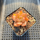 Echeveria sp. 1"-2" Succulent Plant