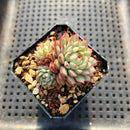 Echeveria 'Pine Cone' 2" Cluster Succulent Plant