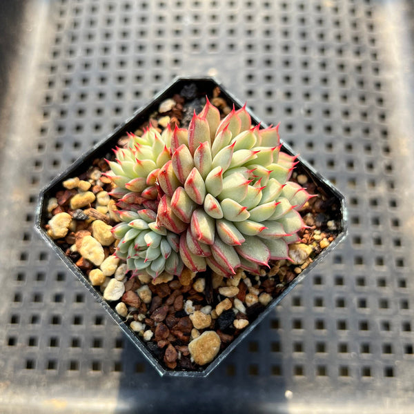 Echeveria 'Pine Cone' 2" Cluster Succulent Plant