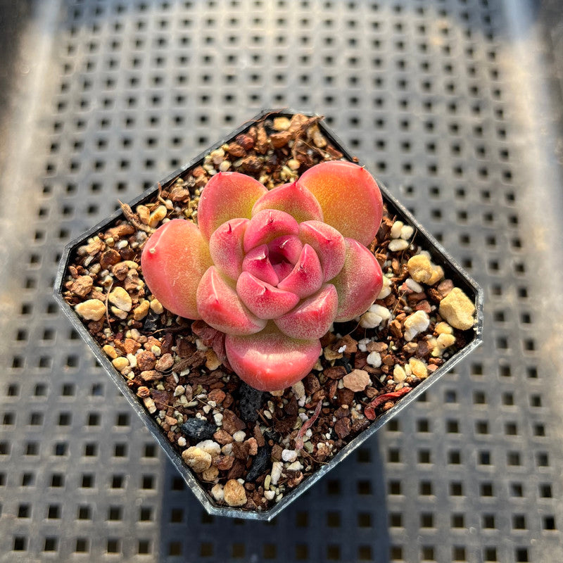 Echeveria sp. 2" Succulent Plant